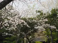 鎌倉大仏（高徳院）の写真・動画_image_594840