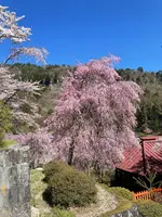 金桜神社の写真・動画_image_596237