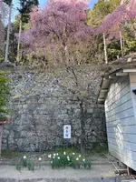 金桜神社の写真・動画_image_596263