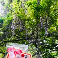 咲前神社の写真・動画_image_601405