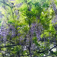 咲前神社の写真・動画_image_601406