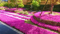 芝桜庭園樹木葬｜永代供養墓の写真・動画_image_603587