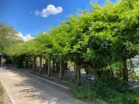 津山城跡の写真・動画_image_627528