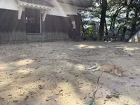 備中松山城の写真・動画_image_628993