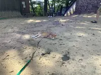 備中松山城の写真・動画_image_628995