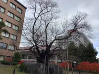 石割桜の写真・動画_image_655977