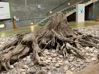 魚津埋没林博物館の写真・動画_image_664826