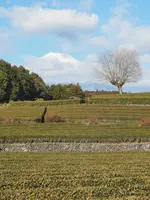 大淵笹場の写真・動画_image_668110