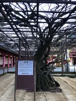 笠間稲荷神社の写真・動画_image_668543