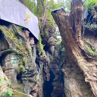 來宮神社の写真・動画_image_671231