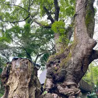 來宮神社の写真・動画_image_671235