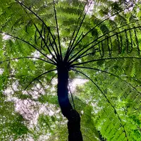 裏見ヶ滝の写真・動画_image_673090