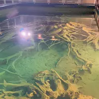 魚津埋没林博物館の写真・動画_image_674022