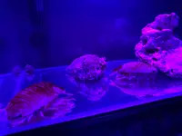 ほたるいかミュージアムの写真・動画_image_677536