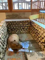 草津温泉おさるの湯もみ処～おさ湯の写真・動画_image_680608