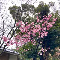鎌倉大仏（高徳院）の写真・動画_image_680670