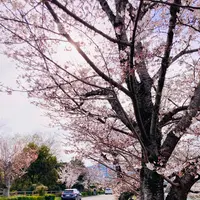 広沢池の写真・動画_image_681041