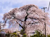 池の茶屋の写真・動画_image_681046