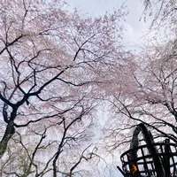 桜守 佐野藤右衛門邸の写真・動画_image_681049