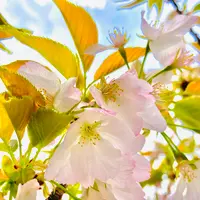 仁和寺の写真・動画_image_681057