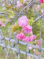 仁和寺の写真・動画_image_681059