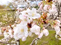 仁和寺の写真・動画_image_681061