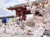 仁和寺の写真・動画_image_681062