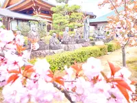 仁和寺の写真・動画_image_681063