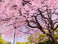 退蔵院の写真・動画_image_681089