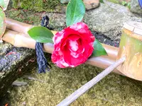 退蔵院の写真・動画_image_681096