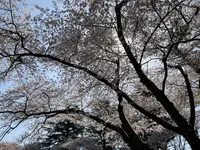 黒磯公園の写真・動画_image_681588