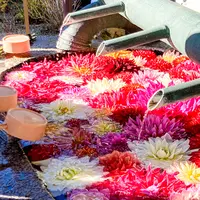 龍蓋寺（岡寺）の写真・動画_image_683966