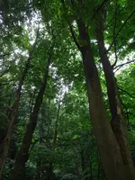 外川神社（仙人堂）の写真・動画_image_689604