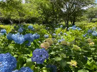 相模原北公園 アジサイ園の写真・動画_image_692802
