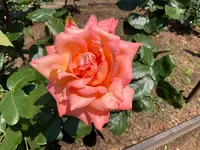 相模原北公園 アジサイ園の写真・動画_image_692828