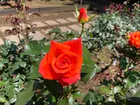 相模原北公園 アジサイ園の写真・動画_image_692829