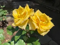 相模原北公園 アジサイ園の写真・動画_image_692830