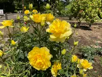 相模原北公園 アジサイ園の写真・動画_image_692831