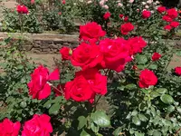 相模原北公園 アジサイ園の写真・動画_image_692832