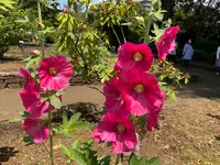 相模原北公園 アジサイ園の写真・動画_image_692833