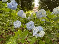 相模原北公園 アジサイ園の写真・動画_image_692834
