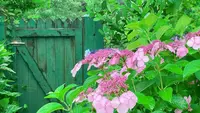北川村「モネの庭」マルモッタンの写真・動画_image_695971