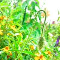 北川村「モネの庭」マルモッタンの写真・動画_image_695972