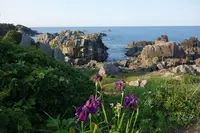 種差海岸天然芝生地の写真・動画_image_699265