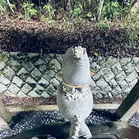 白兎神社の写真・動画_image_699709