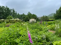 風のガーデンの写真・動画_image_700210