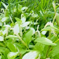 湯布院温泉の写真・動画_image_700941