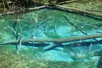 神の子池の写真・動画_image_702265