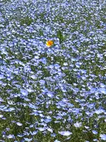 道の駅足柄・金太郎のふるさとの写真・動画_image_707311