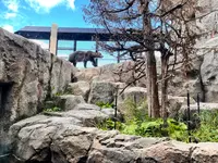 旭川市 旭山動物園の写真・動画_image_710948